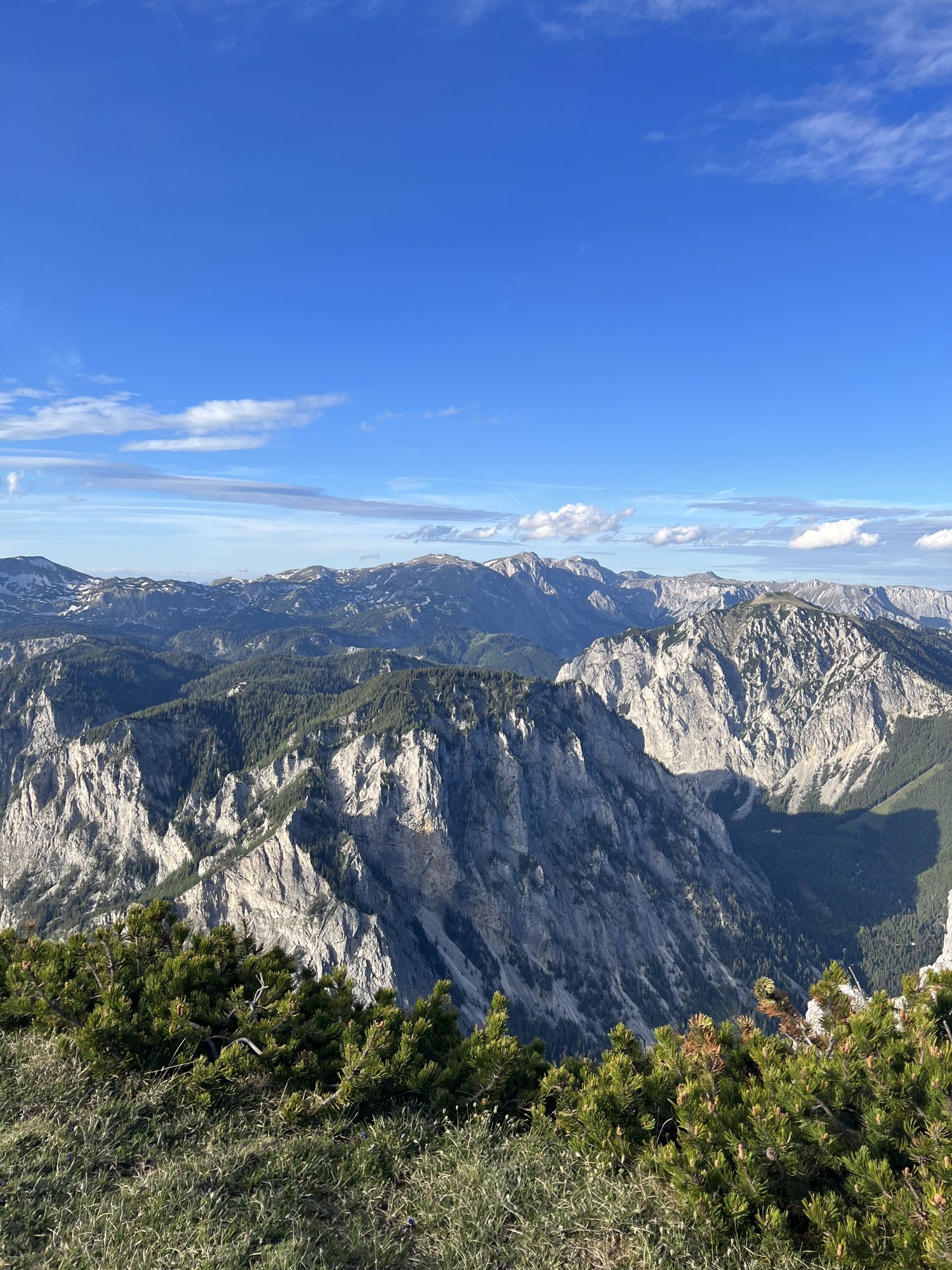 Edelweißblüte vor dem Hochschwabmassiv