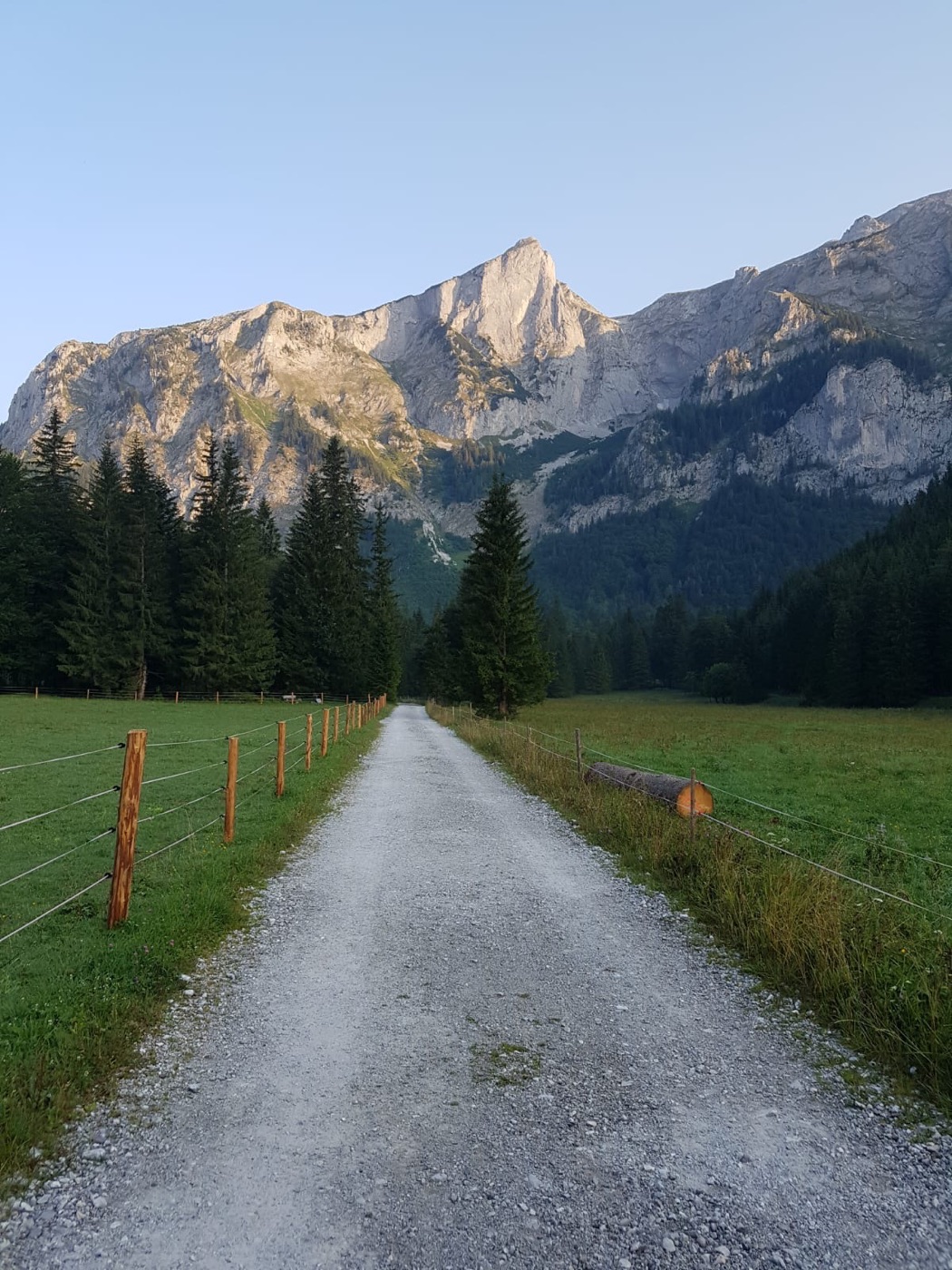 Steinbock am Hochschwab