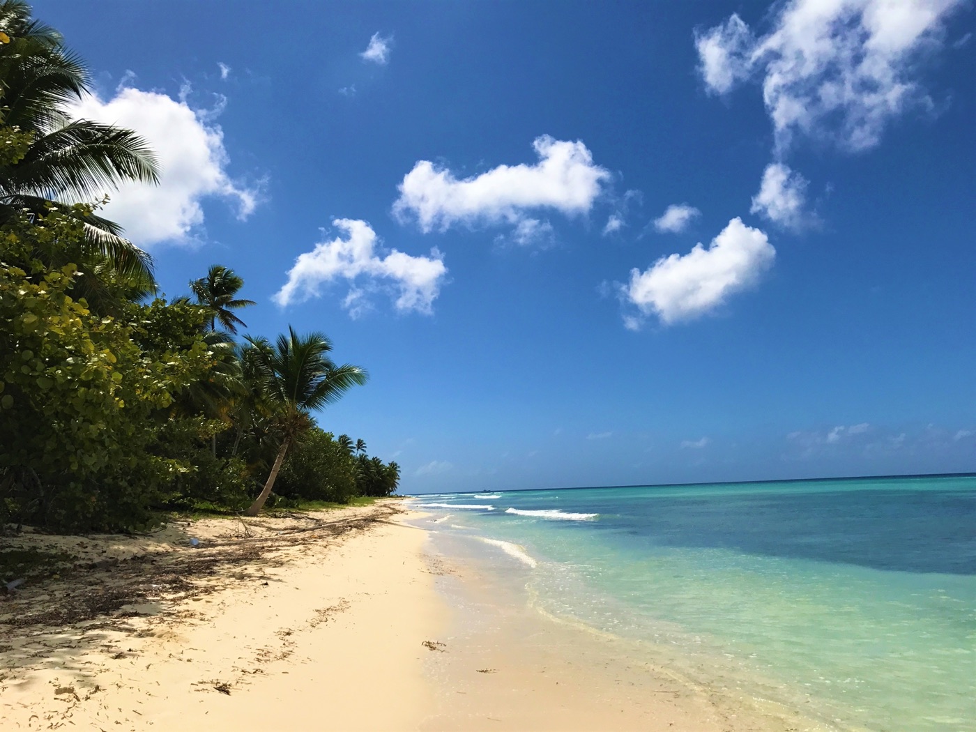 Palmenstrand auf der Isla Saona