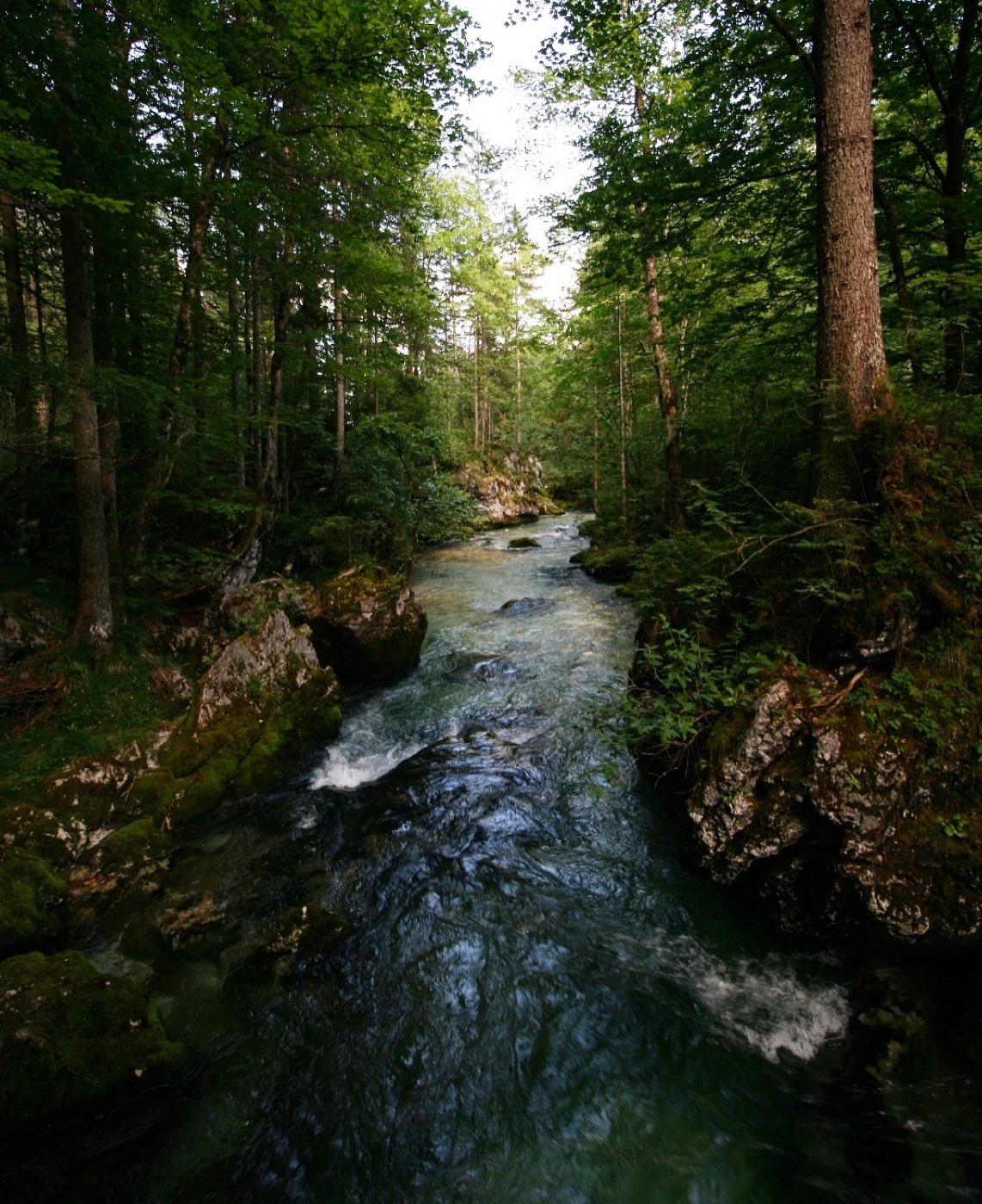 Fluss im Wald