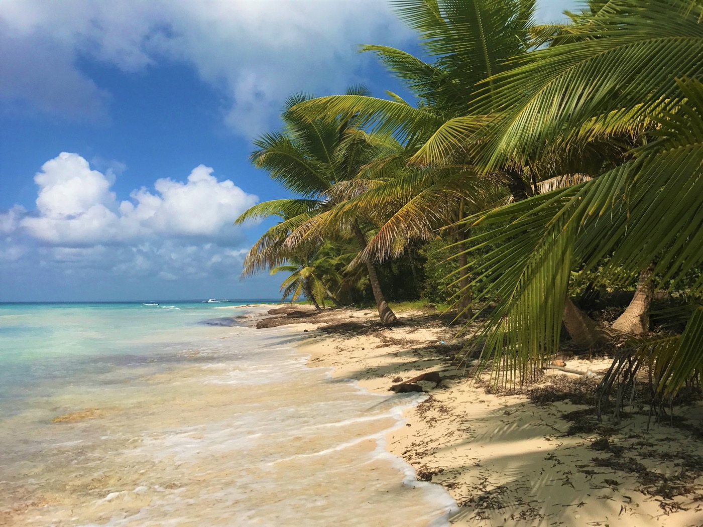 Strand mit Palmen in der Karibik